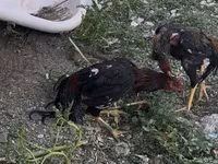 Chickens — عکس 6