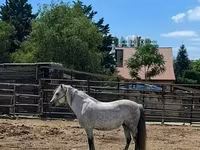 Kısrak, Hungarian horse breed — foto 3