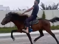 اسب نر, Karabakh horse — عکس 2