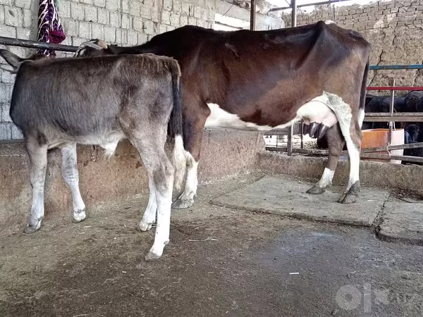 Ko, Simmental cattle