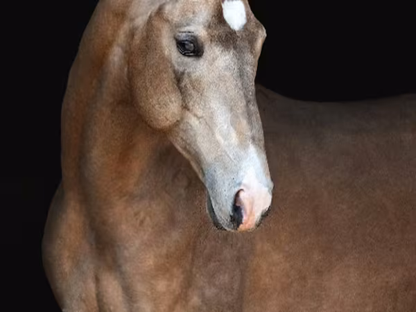 Horse (M), Akhal-Teke