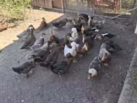 Ducks — รูปภาพ 3