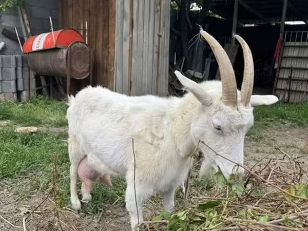 Echki, Echkilar — Qirgʻiziston