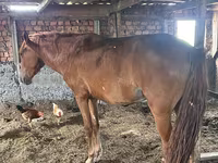 Kobyła, Kazakh horse — zdjęcie 2
