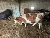 Toro, Ganado vacuno — foto 2