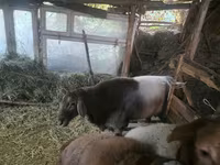 قوچ, Arashan sheep — عکس 8