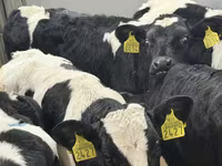 أبقار (دفعة، الجنس غير محدد), Simmental cattle — الصورة 4