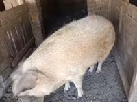 Scrofa, Мангалица — foto 3