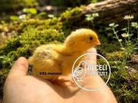Quails — ፎቶ 2