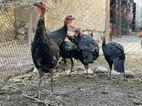 Turkeys — 照片 2