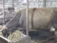 Vacă, Bovine — foto 2