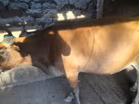 گائے, Swiss cattle — تصویر 3