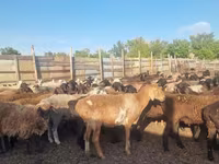 Brebis, Hissar sheep — photo 4
