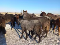 Kısrak, Atlar — foto 5