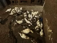 Ducks — foto 1
