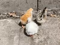 Chickens — fotografija 2