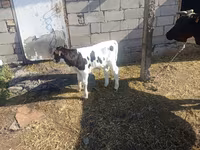 Lembu betina, Russian Black pied cattle — foto 3