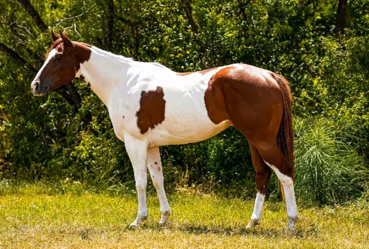 公马, American paint horse