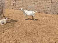 بز ماده, Toggenburg goat — عکس 2