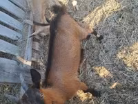 Kambing jantan, Goats — foto 7