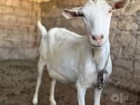 بز ماده, بز — عکس 5