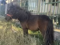 Mare, Shetland Pony — photo 1