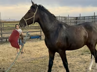 Cavalo, Orlov Trotter — foto 2