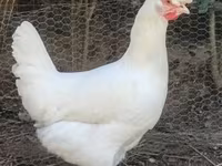 Chickens — 照片 2