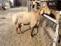 Widder, Hissar sheep — Foto 2