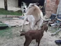 Capra, Capre — foto 3