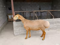 Pecora, Arashan sheep — foto 4