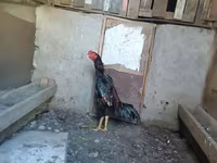 Chickens — fotografija 4