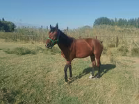 ცხენი, French Trotter — ფოტო 3