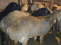 Ram, Arashan sheep — photo 3