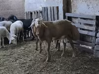 Berbec, Arashan sheep — foto 3