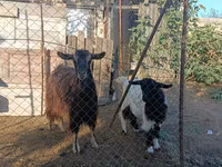 Koza, Kozy — foto 2