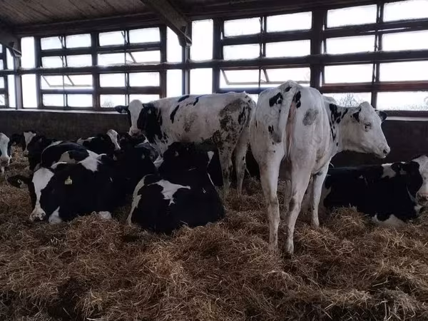 Cow, Holstein breed — Russia