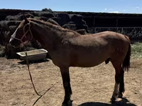 Cavallo, Kazakh horse — foto 6