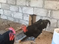 Chickens — zdjęcie 6
