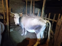 雌牛, Simmental cattle — 写真 2