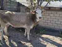 Mucca, Simmental cattle — foto 8