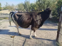 Krava, Russian Black pied cattle — foto 5
