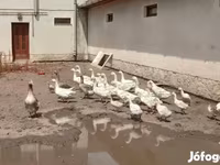 Geese — foto 6