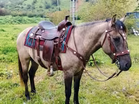Hingst, Alter Real — foto 1