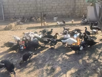 Ducks — รูปภาพ 5