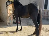 اسب نر, Friesian — عکس 1
