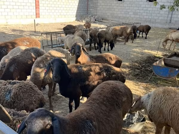 میش, Rhon sheep