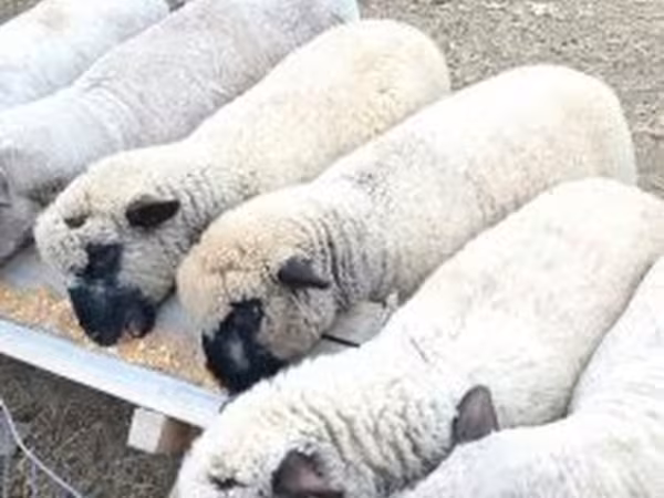 Widder, Shroshire sheep