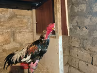Chickens — zdjęcie 1