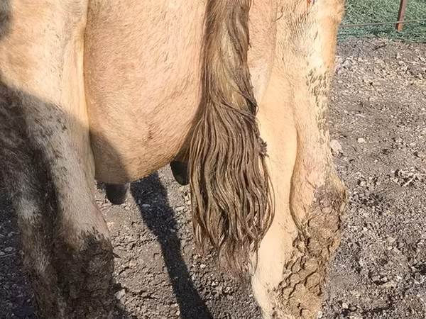 Krava, Swiss cattle